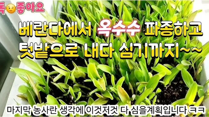 옥수수 파종 시기 심는 시기 재배법_8