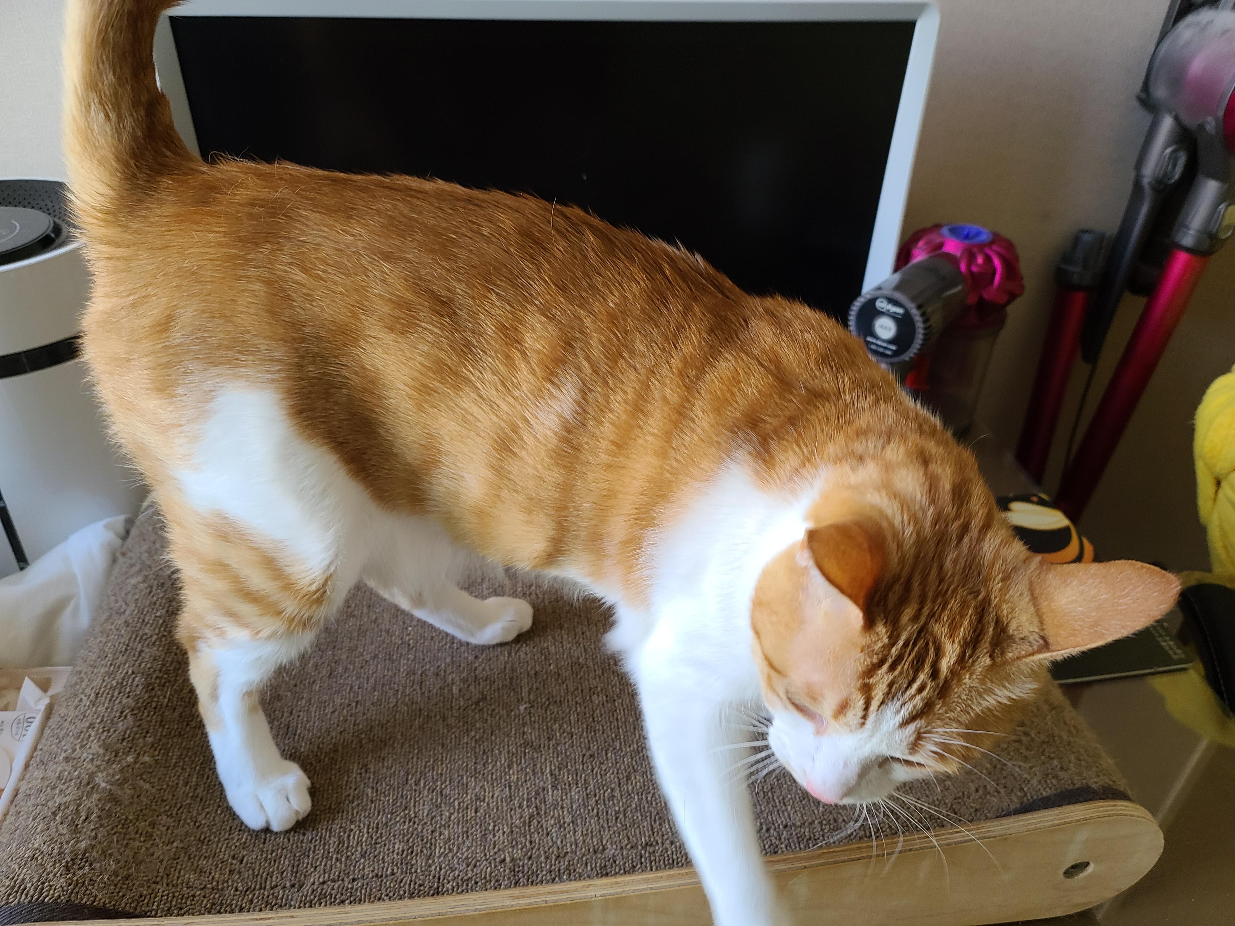 9냥이 집사의 눈뜨면 하는 일들.