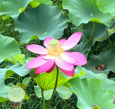 연꽃 사진