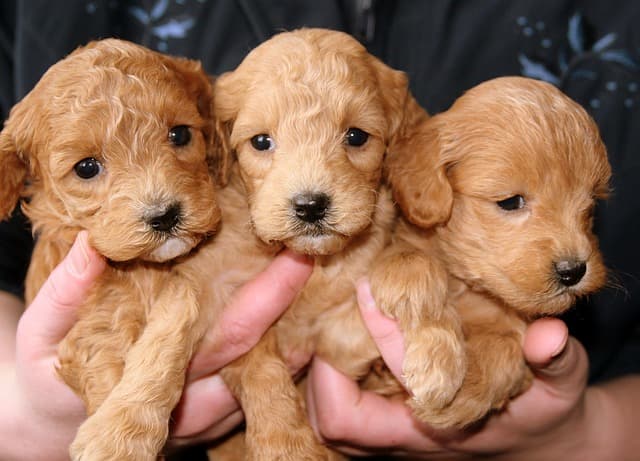 canine atopic dermatitis