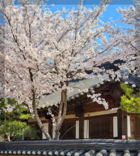 경주벚꽃축제_1