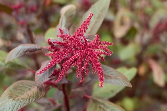[식물키우기] 아마란스 키우기 관리법 - 물주기, 햇빛, 온도, 습도, 흙(토양), 비료