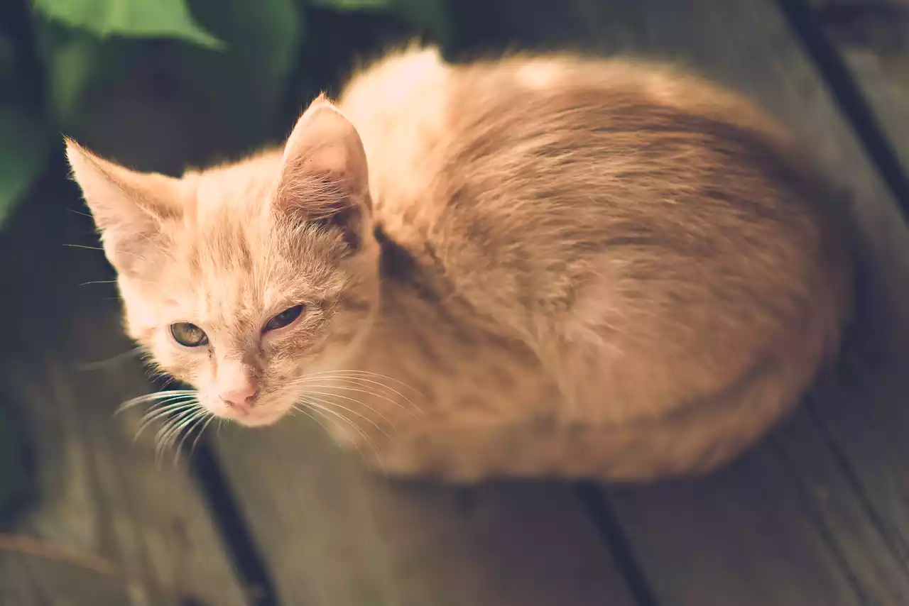 한쪽-눈을-찡그린-고양이