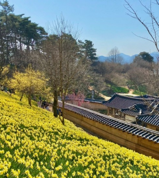 전국수선화명소