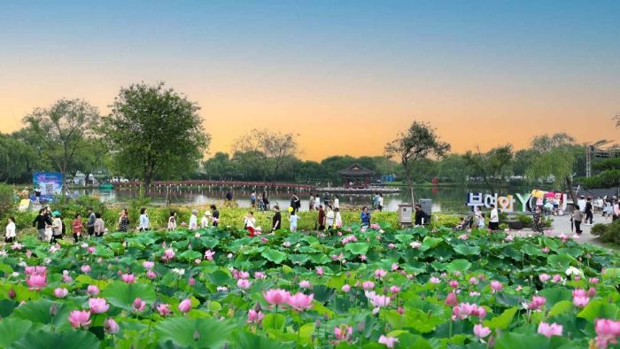 부여 서동연꽃축제 궁남지 연못에 활짝 핀 연꽃과 관람객 풍경, 저녁 하늘과 자연 풍광이 어우러진 모습