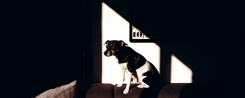 강아지에게 안돼! 가르치는 방법 3