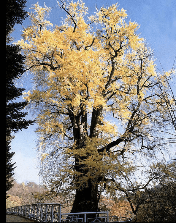 용문사 은행나무