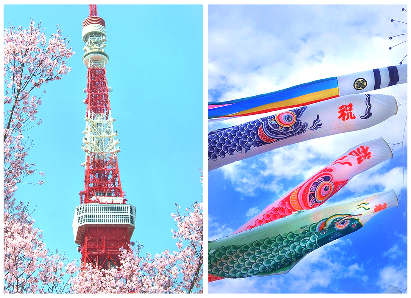 도쿄 타워 앞 벚꽃 풍경과 여름 하늘 사진