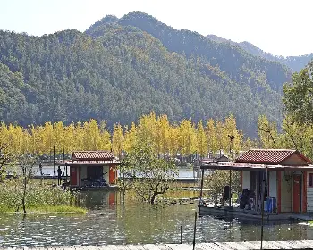 문광저수지 은행나무길_24