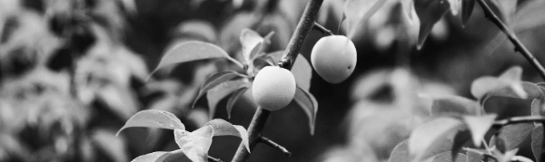 매실 따는 시기 마무리