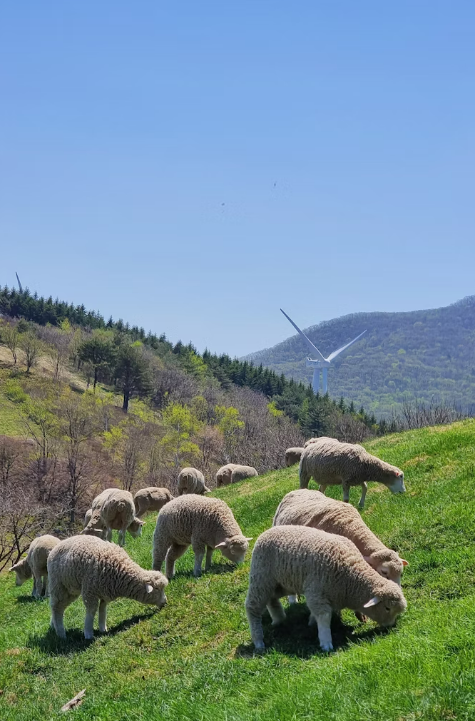 평창 양떼목장