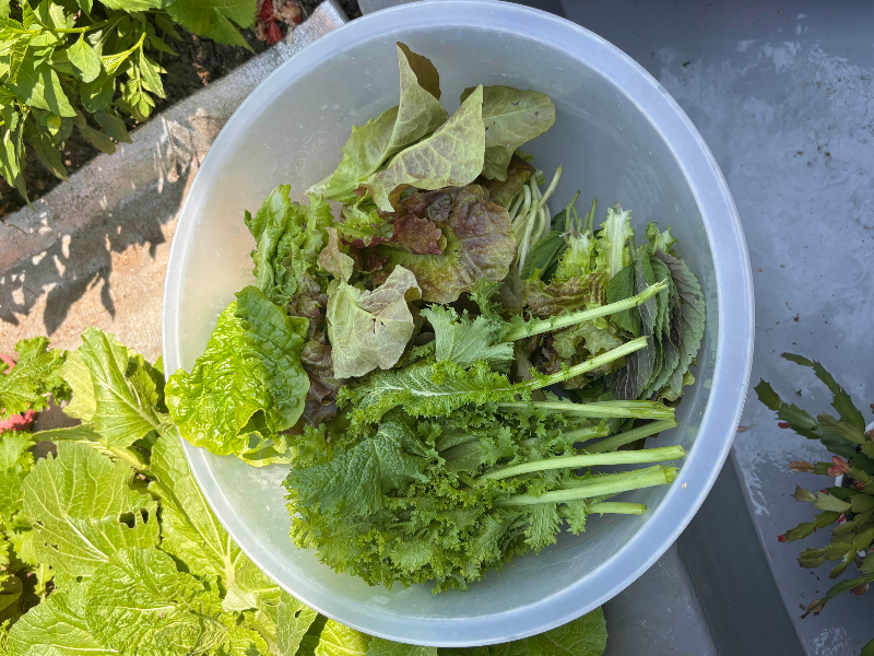 μ₯μν
λ°μμ μνν μμ±μλ₯Ό λ΄μ λμΌ
Bowl filled with freshly picked K-rooftop garden leafy vegetables
π ν€μλ