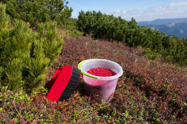 링곤베리 효능은 다이어트와 항산화 효과에 뛰어납니다