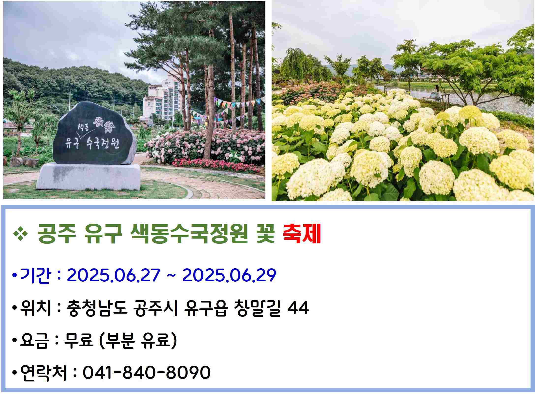 공주 유구 색동수국정원 꽃 축제