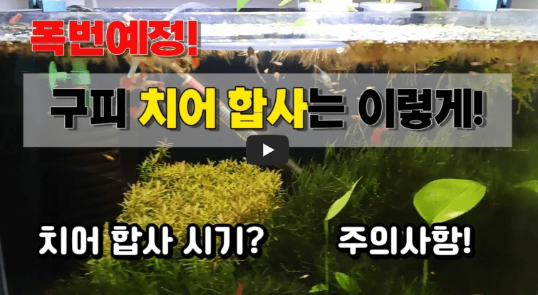 구피 치어 부화통, 합사 시기는?