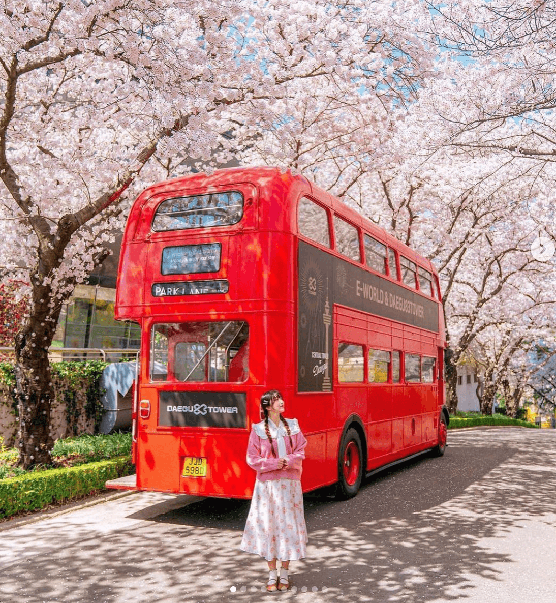 대구 이월드 벚꽃 축제