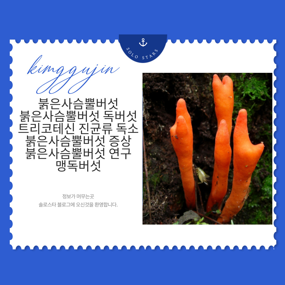 붉은사슴뿔버섯 사진