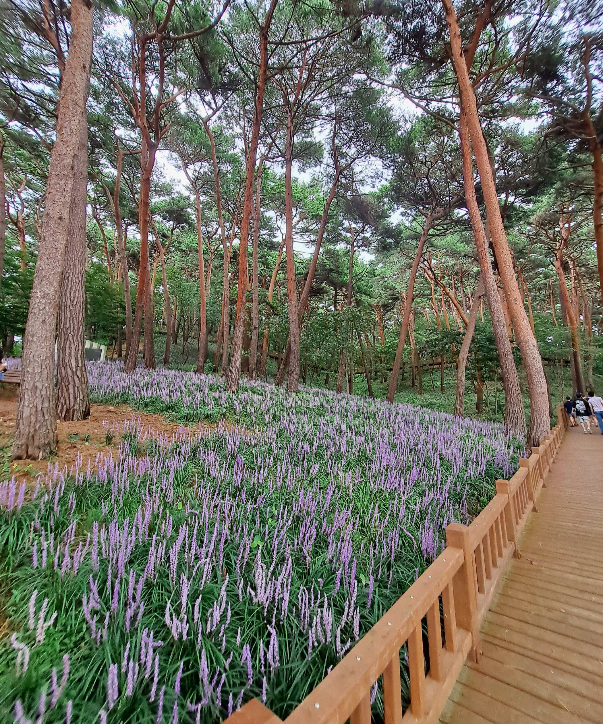 휴양림 라벤더화단