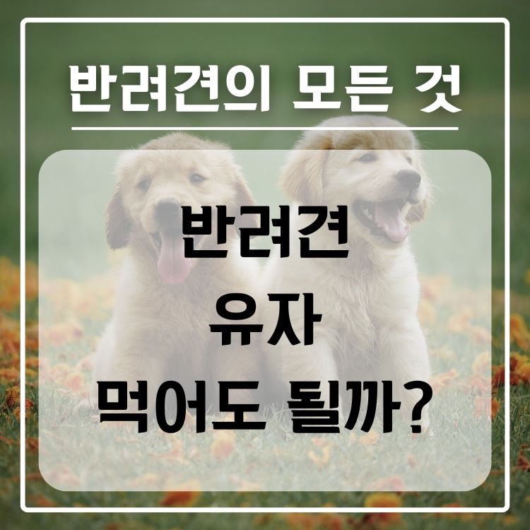 반려견 유자 급여 가능 여부, 적정량, 주의사항