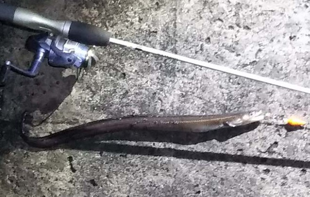 붕장어(아나고)낚시방법 - 시즌(시기, 시간), 포인트, 채비, 미끼, 바늘, 물때 완전정복