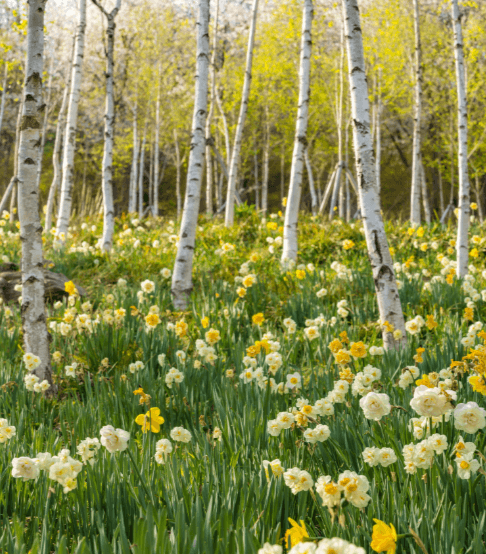 화담숲 모노레일