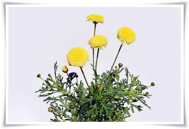 &quot;마가렛&quot; 상큼함으로 일상을 물들이는 꽃, 키우기부터 활용까지 완벽 가이드!