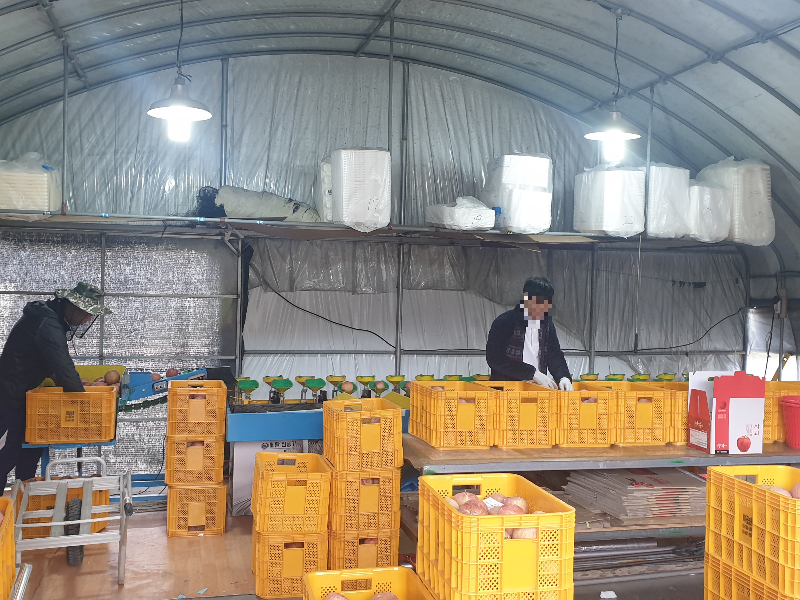 비닐 하우스 안 사과 선별 기계가 돌아가고 두 명의 직원이 박스에 사과를 담고 있다.