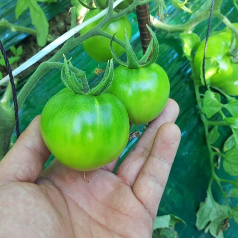 대저토마토-외형