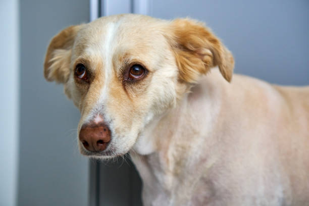 강아지 분리불안 해결 훈련법