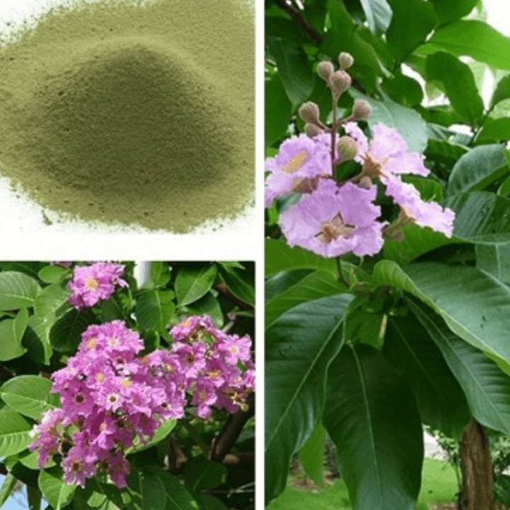 분홍색-바나바잎과-가공된-분말-가루-추출물