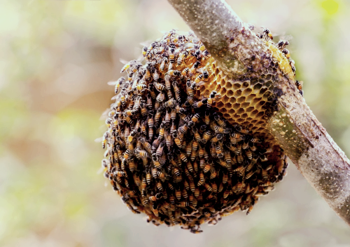 프로폴리스 효능