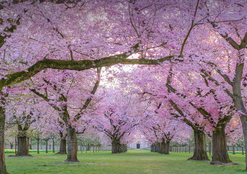 벚꽃 아래서 캠핑? 캠핑과 함께 즐기는 벚꽃 명소