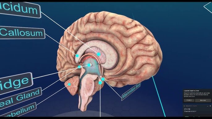 감정과 뇌의 관계
