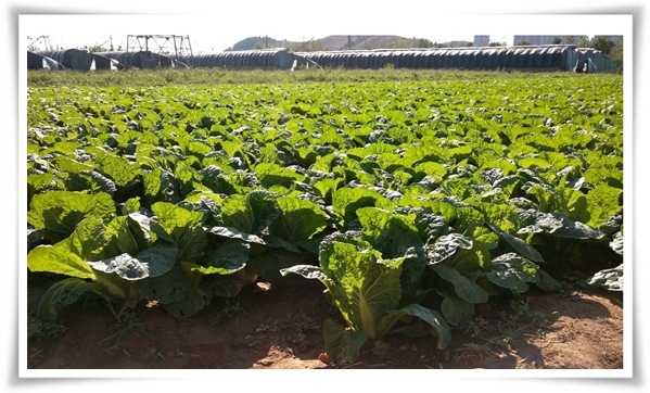 &quot;9월에 심기 좋은 텃밭 작물&quot; 풍성한 수확을 위한 최고의 작물 선택과 관리 비법!