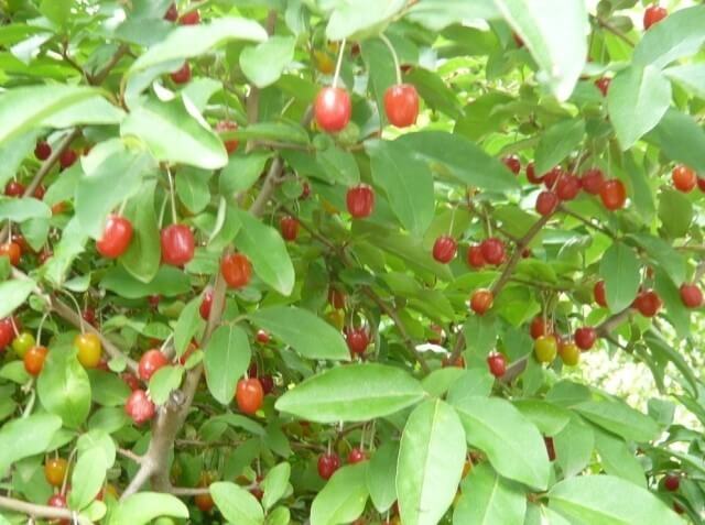 보리수 효능 10가지 및 부작용 및 주의사항