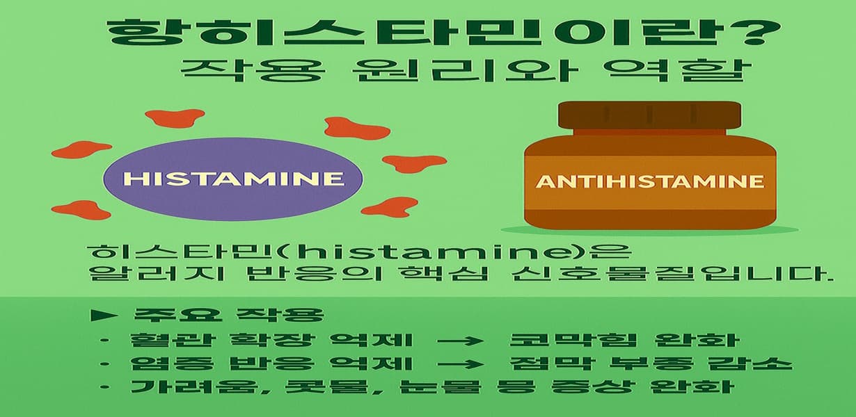 “히스타민 수용체를 차단하는 항히스타민의 작용 원리를 설명하는 인포그래픽, 약물과 천연 보충제가 함께 구성됨”