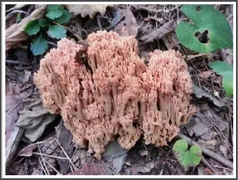 싸리버섯 효능 종류 채취시기 제철 손질법 요리법싸리 보관방법 정리_9