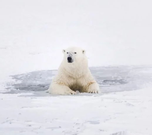 북극곰이 얼음물 속에서 무언가를 바라보고 있는 모습