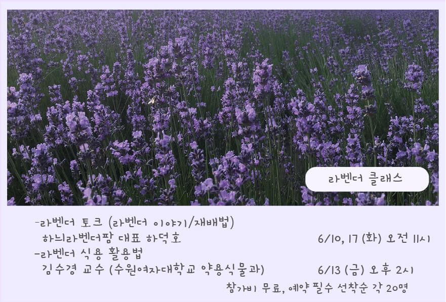 고성 하늬팜 라벤더 축제