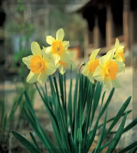 서산 유기방 가옥 수선화 축제_1