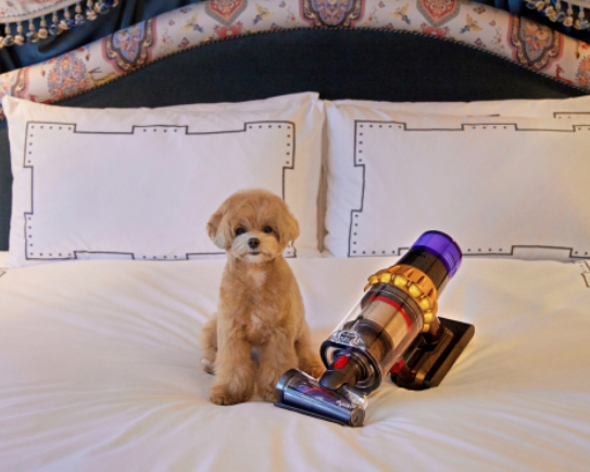 펫캉스 가능한 호텔 BEST 5