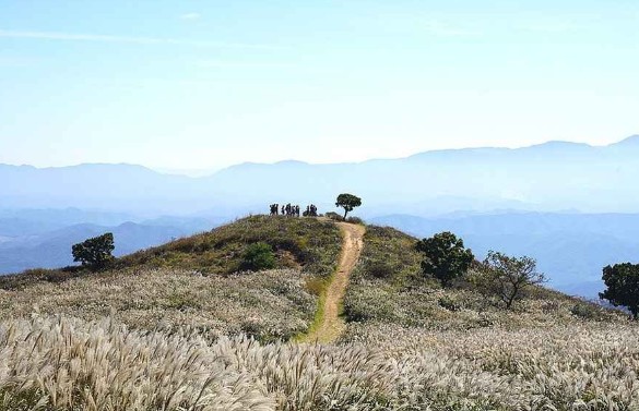 [경남 여행지 추천] 합천 가볼만한 곳 베스트 10 황매산억새군락지