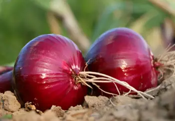양파즙 효능 및 영양성분, 주의점