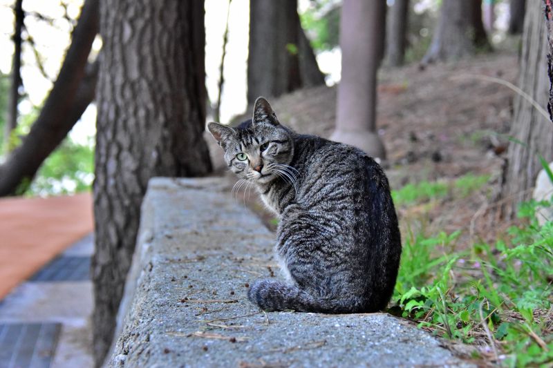 부산 민주공원 고양이