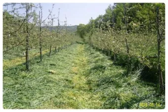 호밀 재배 가을 파종 추위 강함 사료용 수확_10