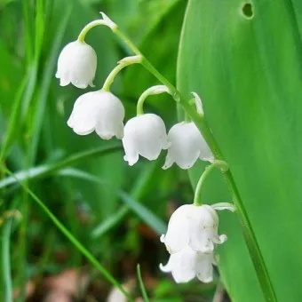 은방울꽃 꽃말 봄 꽃 꽃말 모음_4
