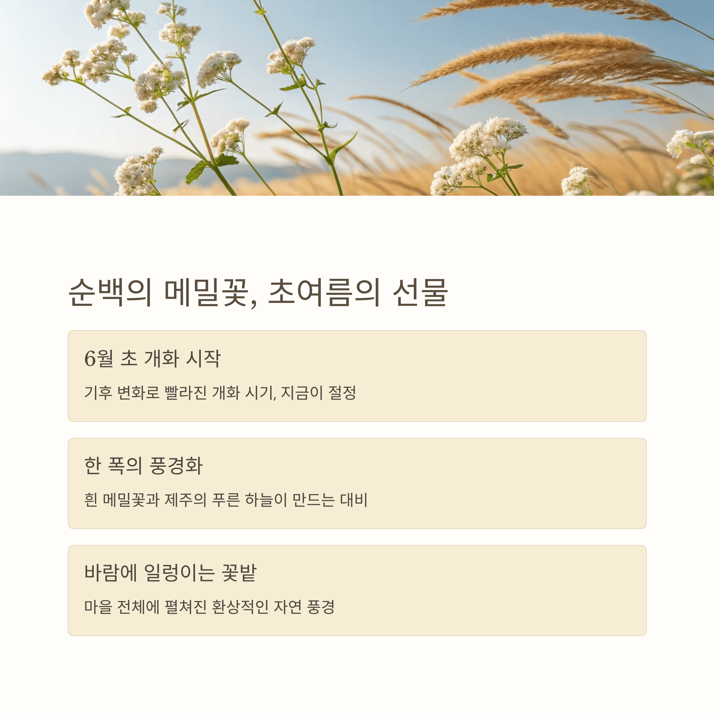 초여름을 수놓는 순백의 메밀꽃과 푸른 하늘이 어우러진 풍경 소개