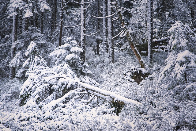 2022년 1월 첫주 주일 오후 찬양 예배 대표 기도문