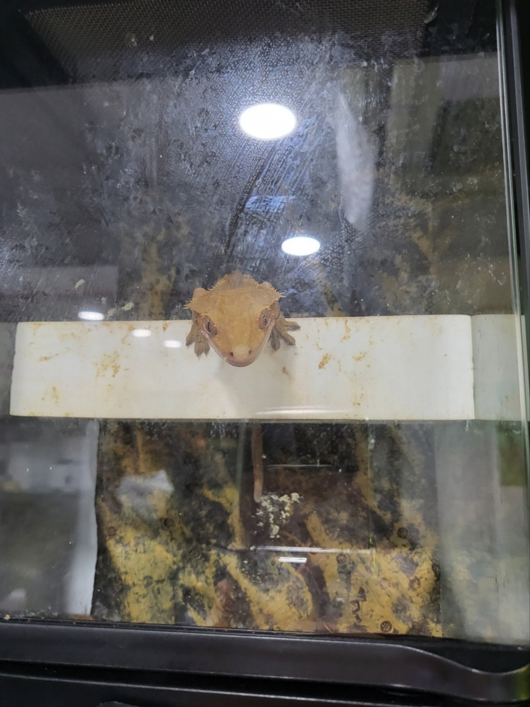 크레스티드 게코