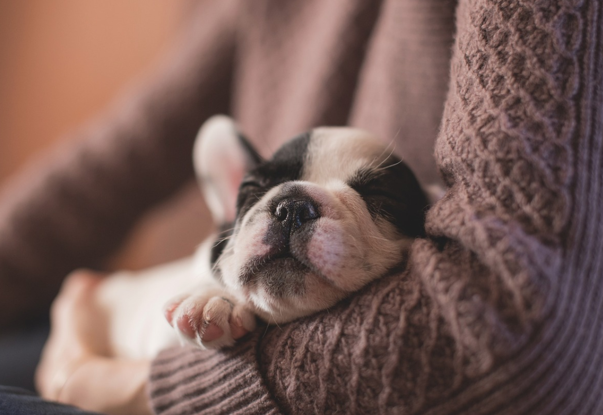 강아지와 사람이 교감하는 이미지